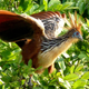 Image for article titled These Are The World's Weirdest Birds